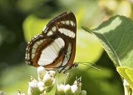 Image of Irenia Metalmark