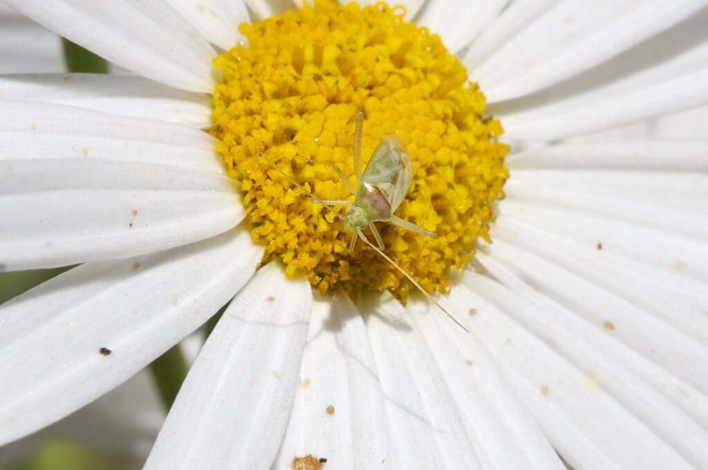 Image of green mirid