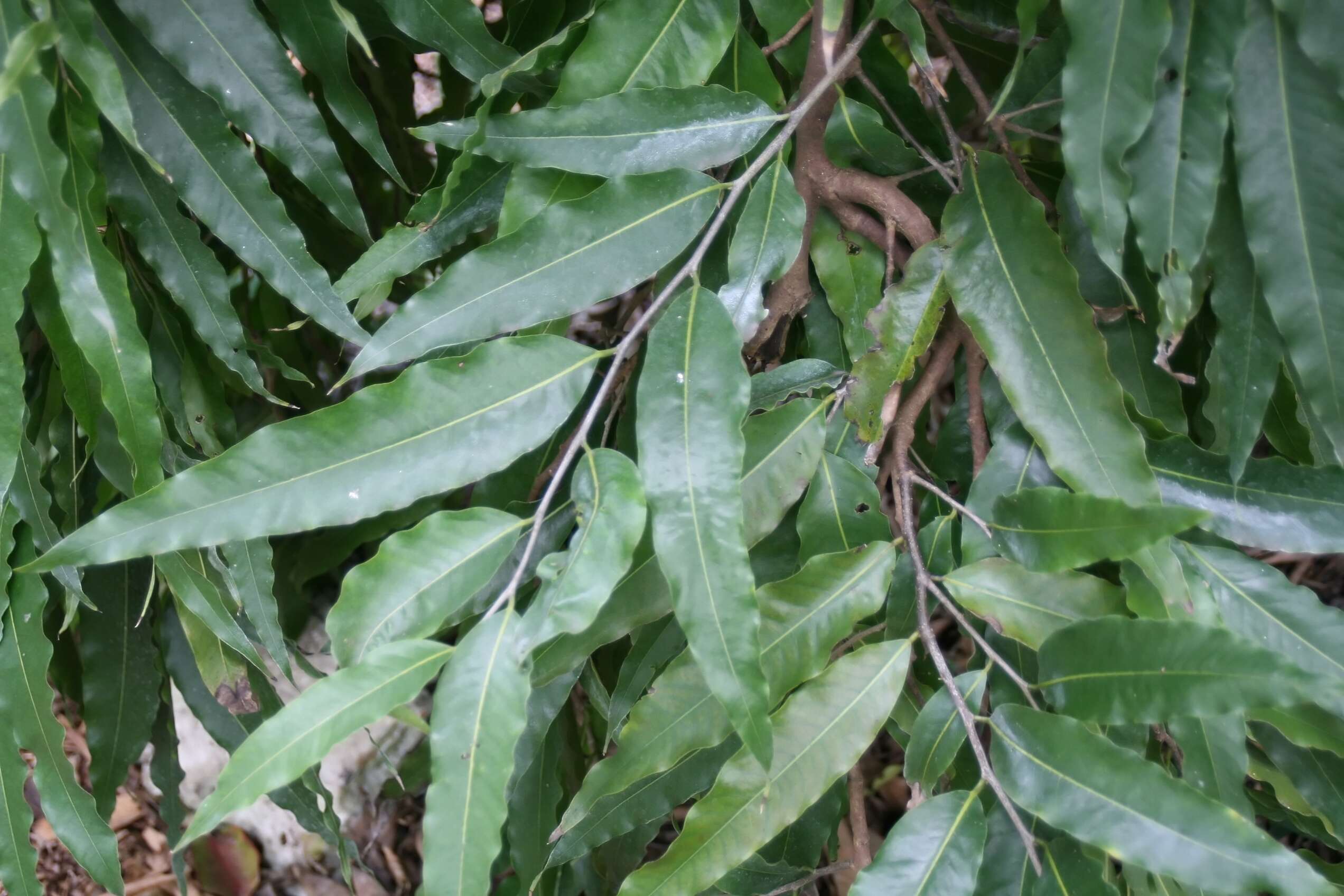 Image of Monoon longifolium