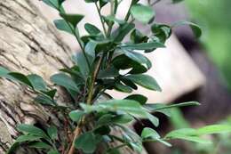 Image of orange jasmine