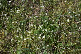 Image of Cerastium glutinosum Fries