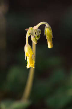 Image of Oxalis pes-caprae var. sericea (L. fil.) Salter