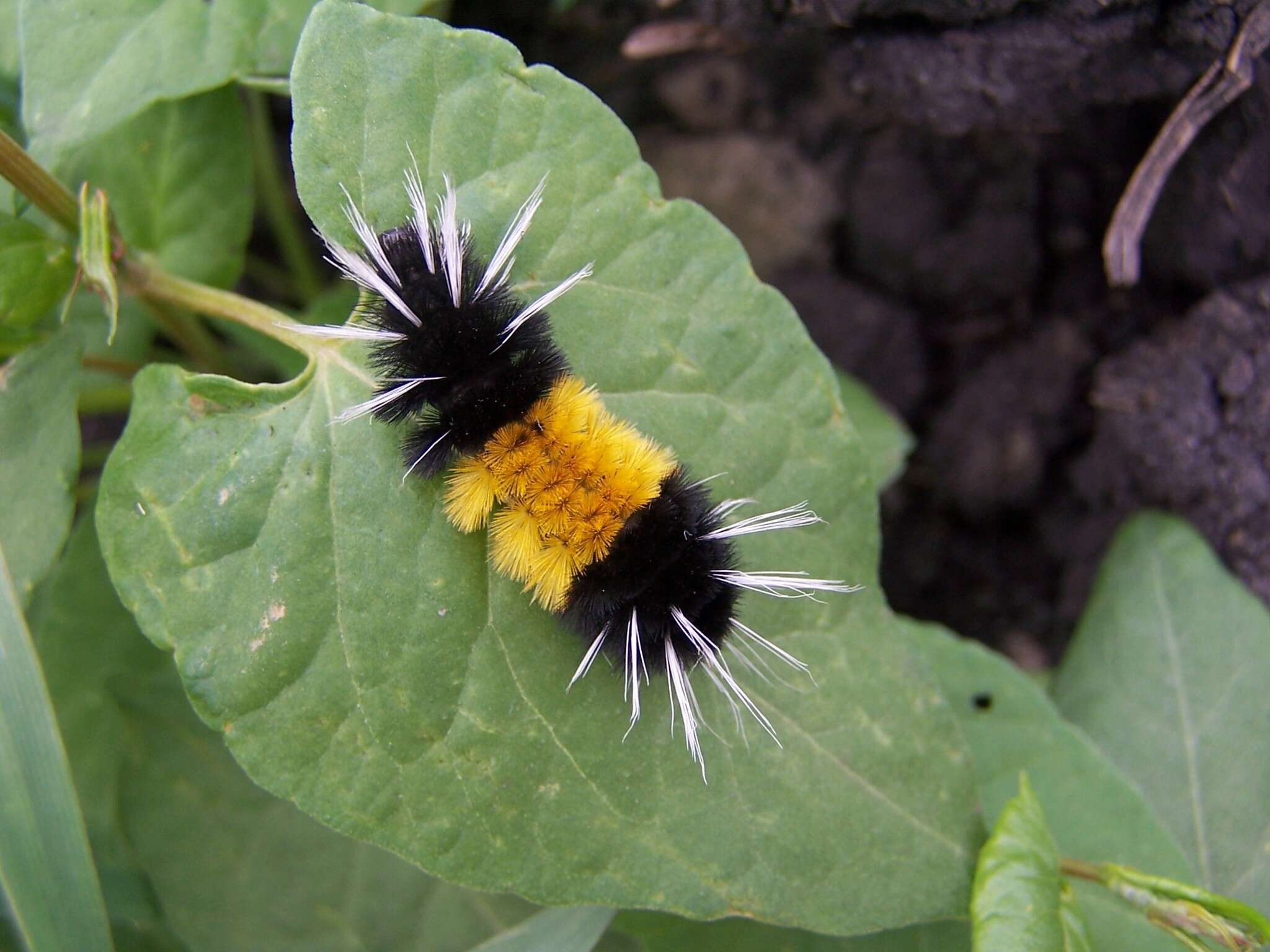 Слика од Lophocampa maculata Harris 1841