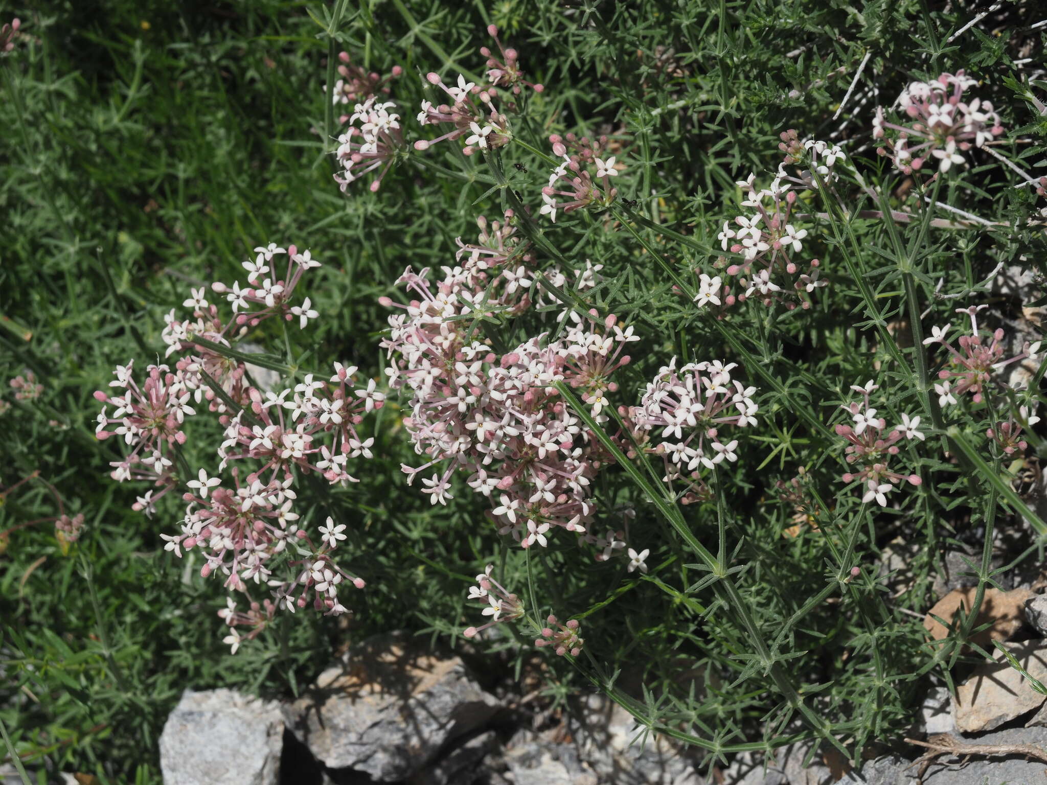 Image of Asperula pubescens (Willd.) Ehrend. & Schönb.-Tem.