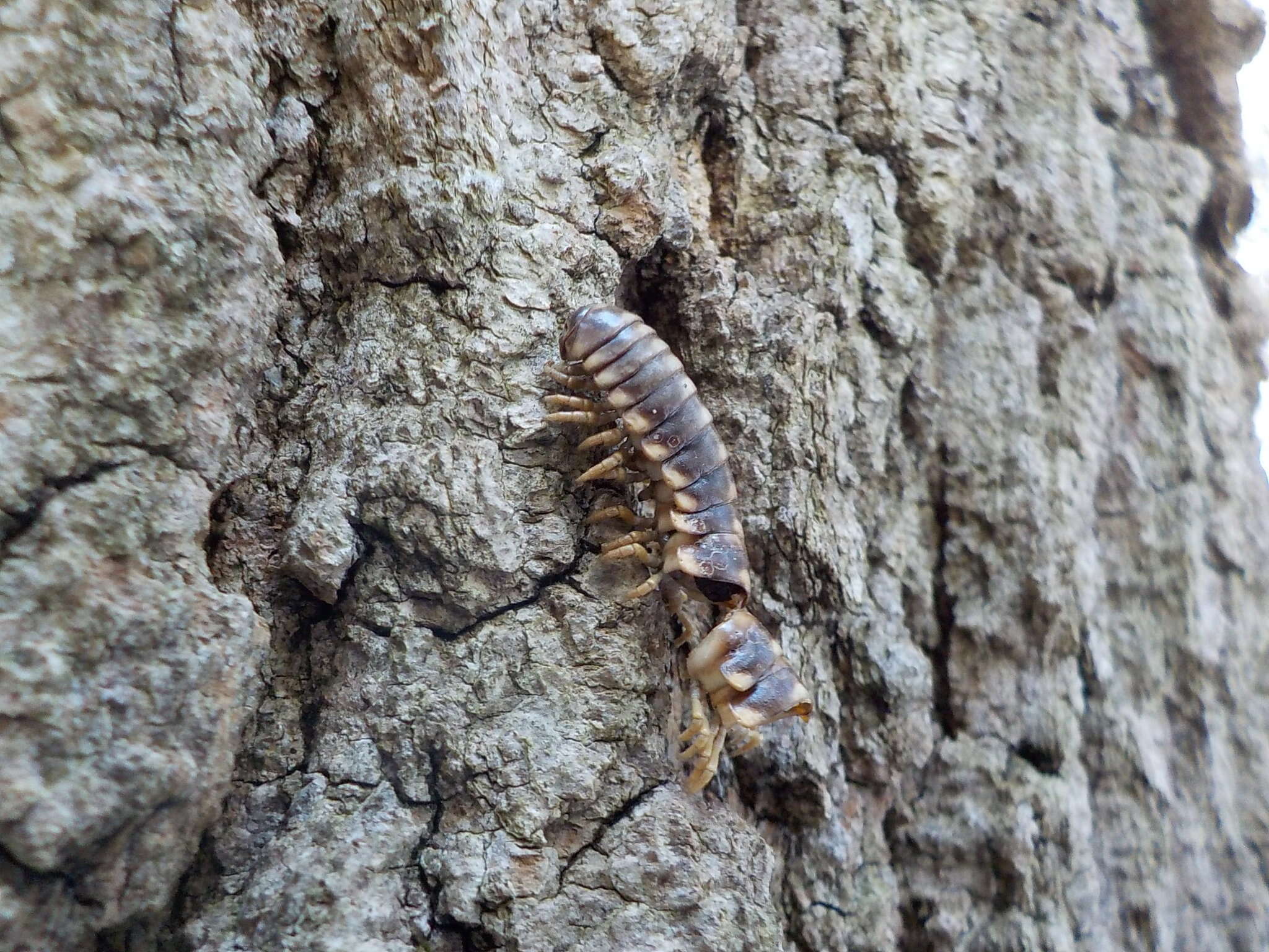 Sivun Rudiloria trimaculata trimaculata (Wood 1864) kuva