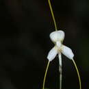 Image of Masdevallia klabochorum Rchb. fil.