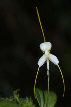 Plancia ëd Masdevallia klabochorum Rchb. fil.