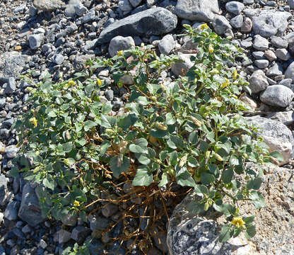 Image of yellow nightshade groundcherry