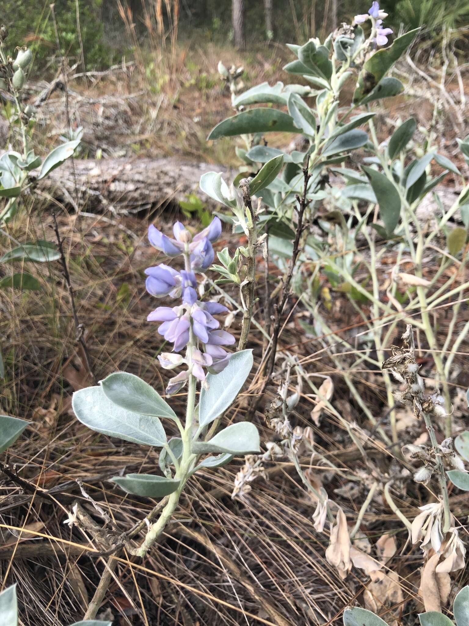 Image of sky-blue lupine