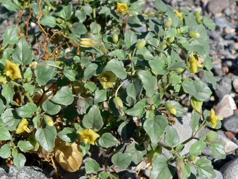 Image of yellow nightshade groundcherry