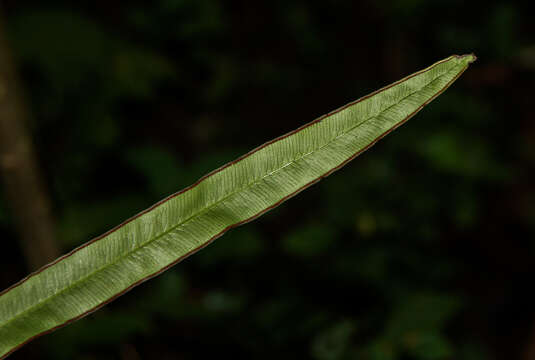 Image of Pteris commutata Kuhn