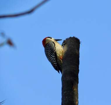 Image of West Indian Woodpecker