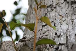 Image of star apple