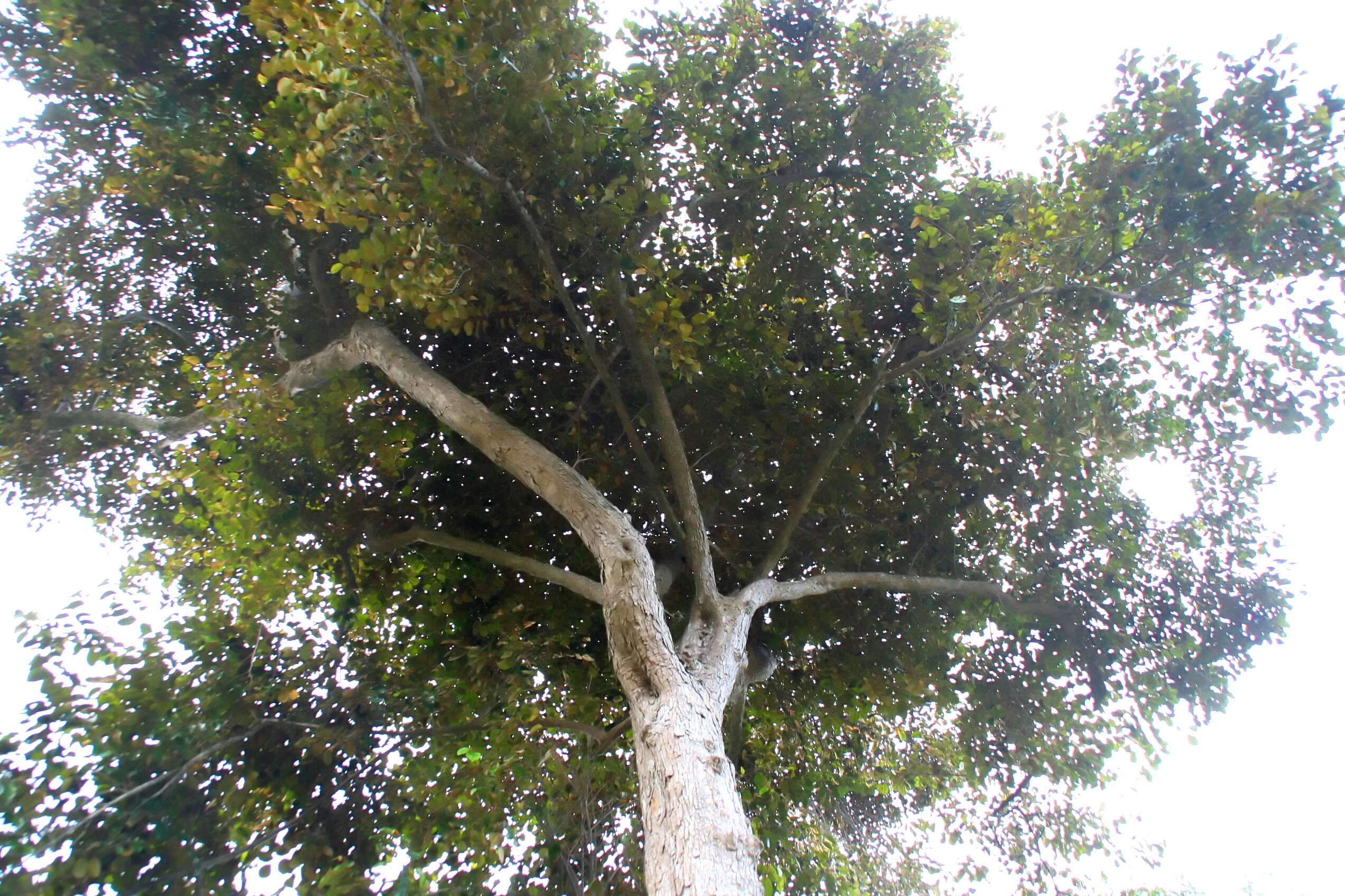 Image of star apple