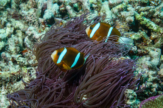 Image of Barrier Reef Anemonefish