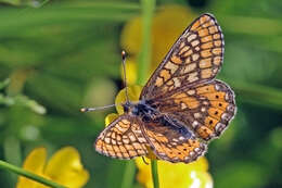 Image of Euphydryas aurinia