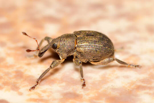 Image of Waterhyacinth Weevils