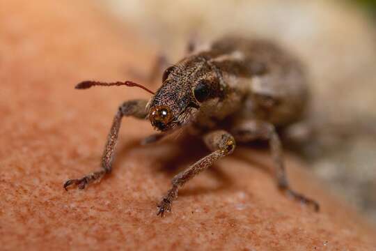 Image of Spotted Pea Weevil