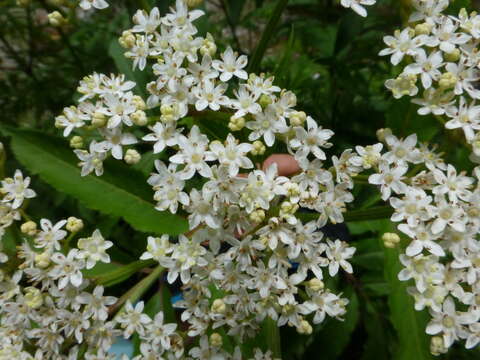 Image of Sambucus adnata Wall.