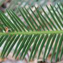 Image de Dioon purpusii Rose