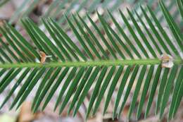 Image of Cycad