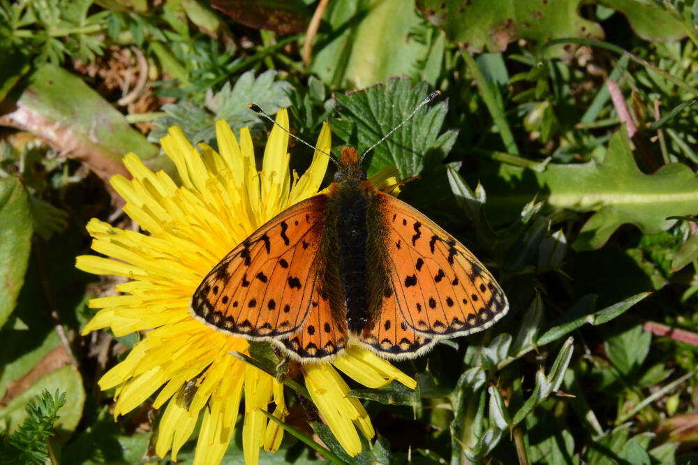 Image of Boloria erubescens