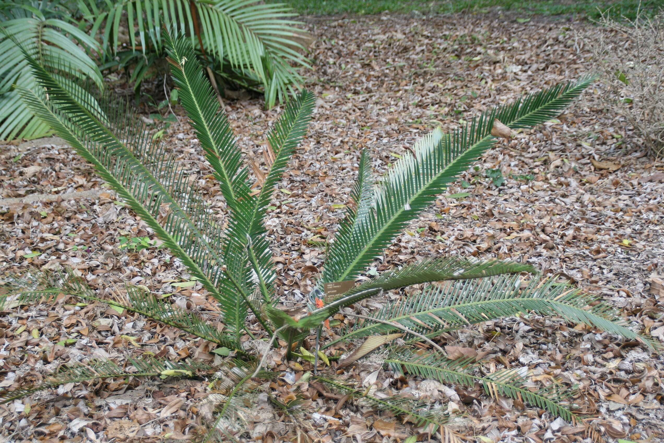 Image of Cycad