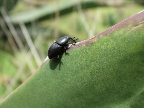 Imagem de Scyphophorus acupunctatus Gyllenhal 1838