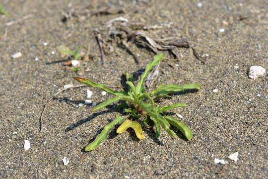 Image of Ipomoea polymorpha Roem. & Schult.