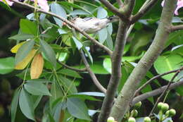 Image of Large-billed Antwren