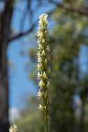 Image of Christmas leek orchid