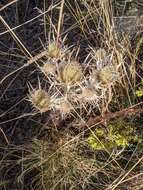 Imagem de Eryngium spinalba Vill.