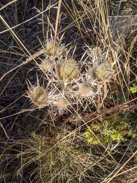 Image of Eryngium spinalba Vill.