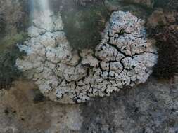 Image of bruised lichen