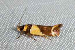 Macrobathra chrysotoxa Meyrick 1886 resmi