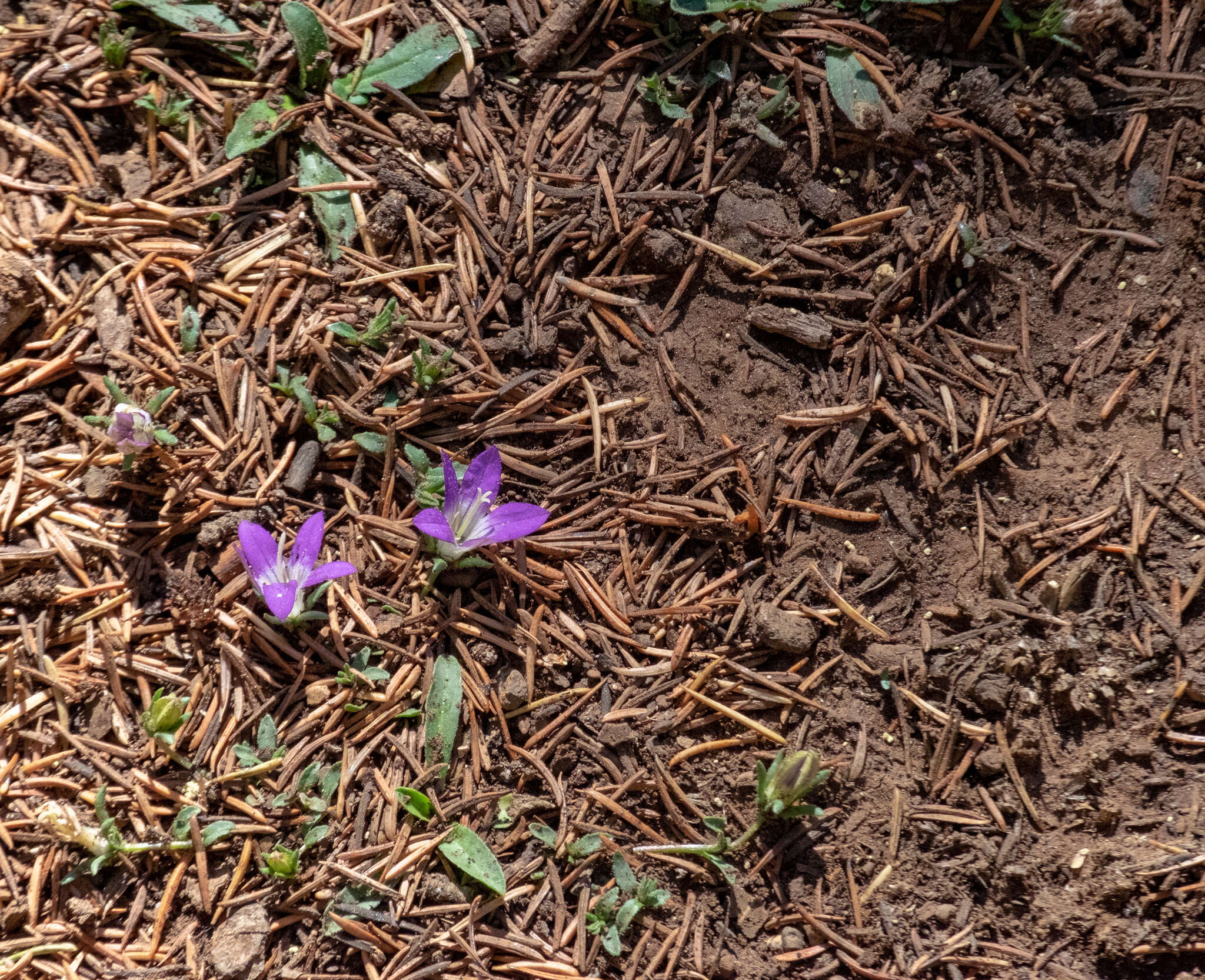 Campanula filicaulis Durieu resmi