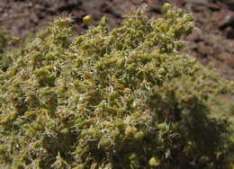 Image of Tetraena decumbens (Delile) Beier & Thulin