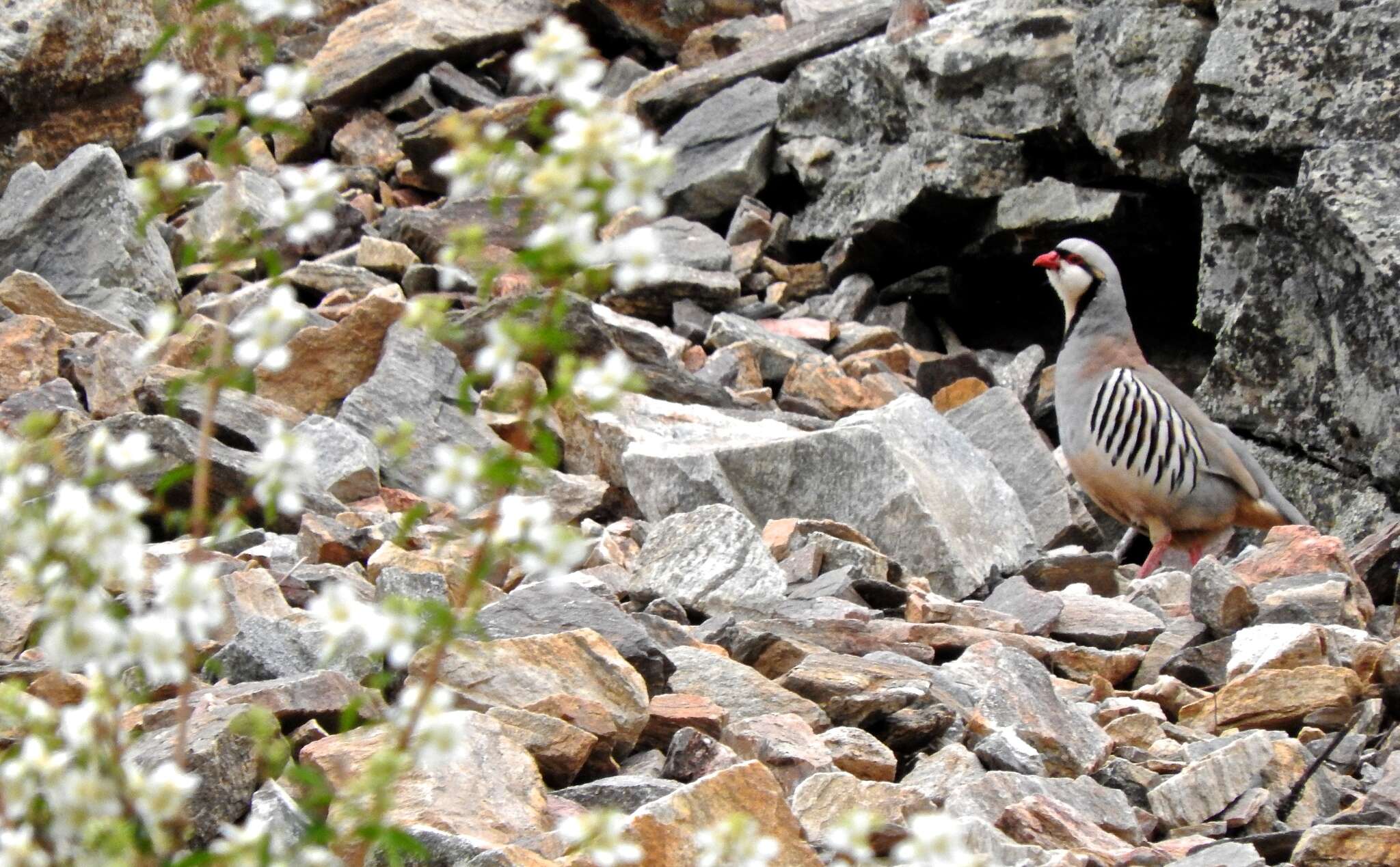 Alectoris chukar chukar (Gray & JE 1830) resmi