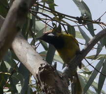 Image of Nesoptilotis leucotis leucotis (Latham 1801)