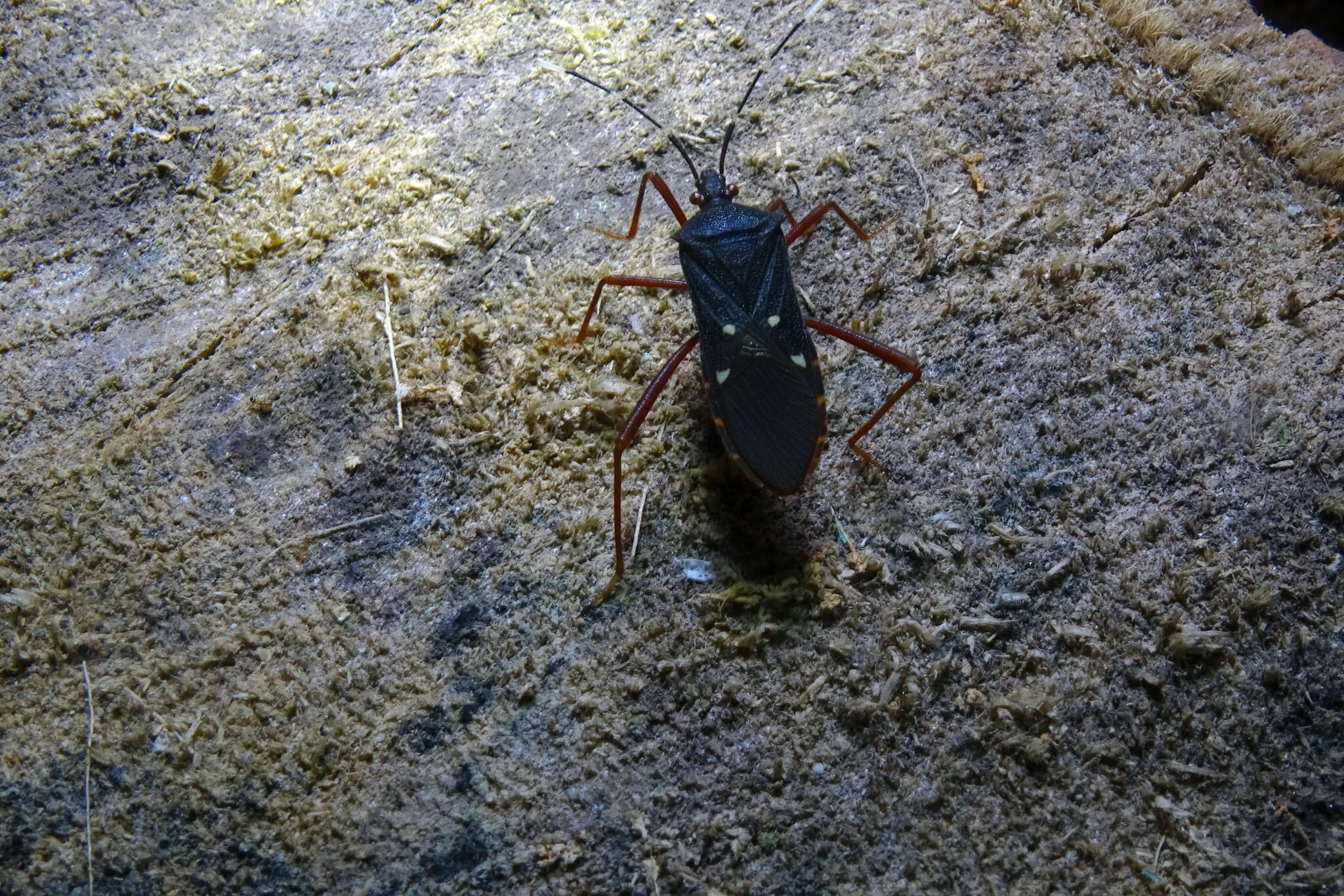 Image of Leptoscelis quadrisignatus (Distant 1881)