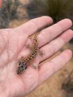 Image of Austen Thick-toed Gecko
