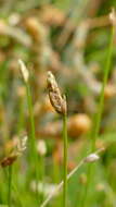 Image of Eleocharis gracilis R. Br.