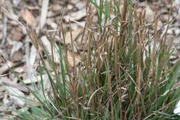 Image de Schizachyrium scoparium (Michx.) Nash