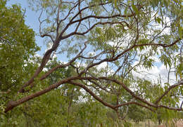 Слика од Corymbia erythrophloia (Blakely) K. D. Hill & L. A. S. Johnson