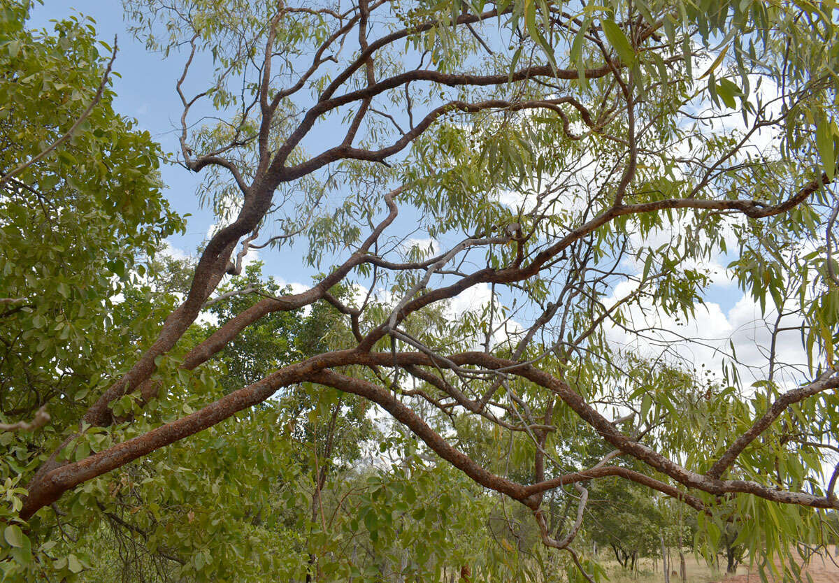 Image of Corymbia erythrophloia (Blakely) K. D. Hill & L. A. S. Johnson