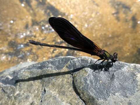 Image of Euphaea variegata Rambur 1842