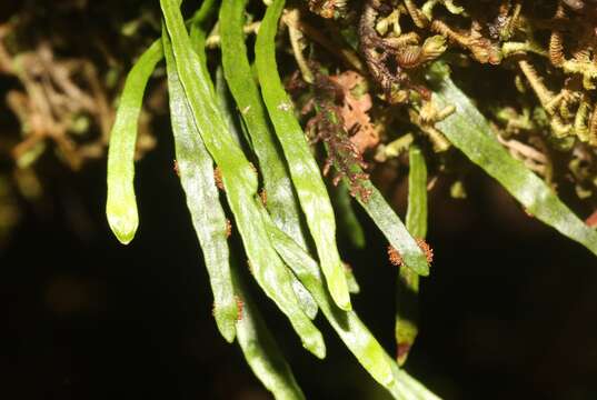 Plancia ëd Adenophorus tenellus (Kaulf.) Ranker