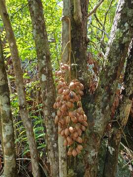 Image of Burasaia madagascariensis DC.