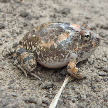 Image de Tomopterna cryptotis (Boulenger 1907)