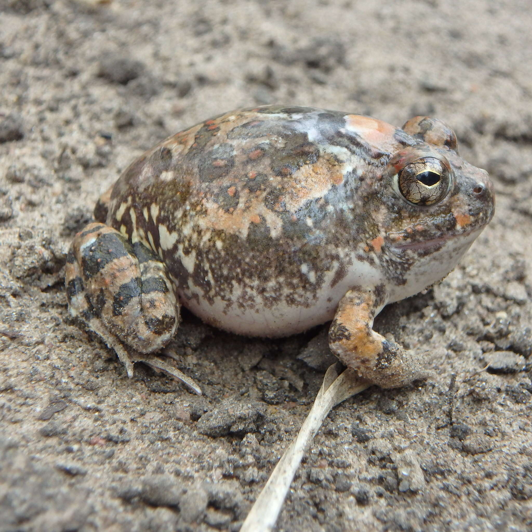 Tomopterna cryptotis (Boulenger 1907) resmi